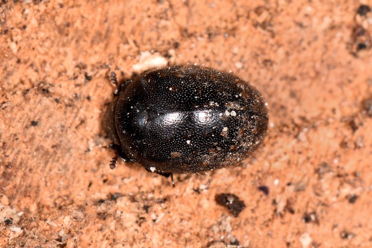 Nosodendridae: Nosodendron fasciculare